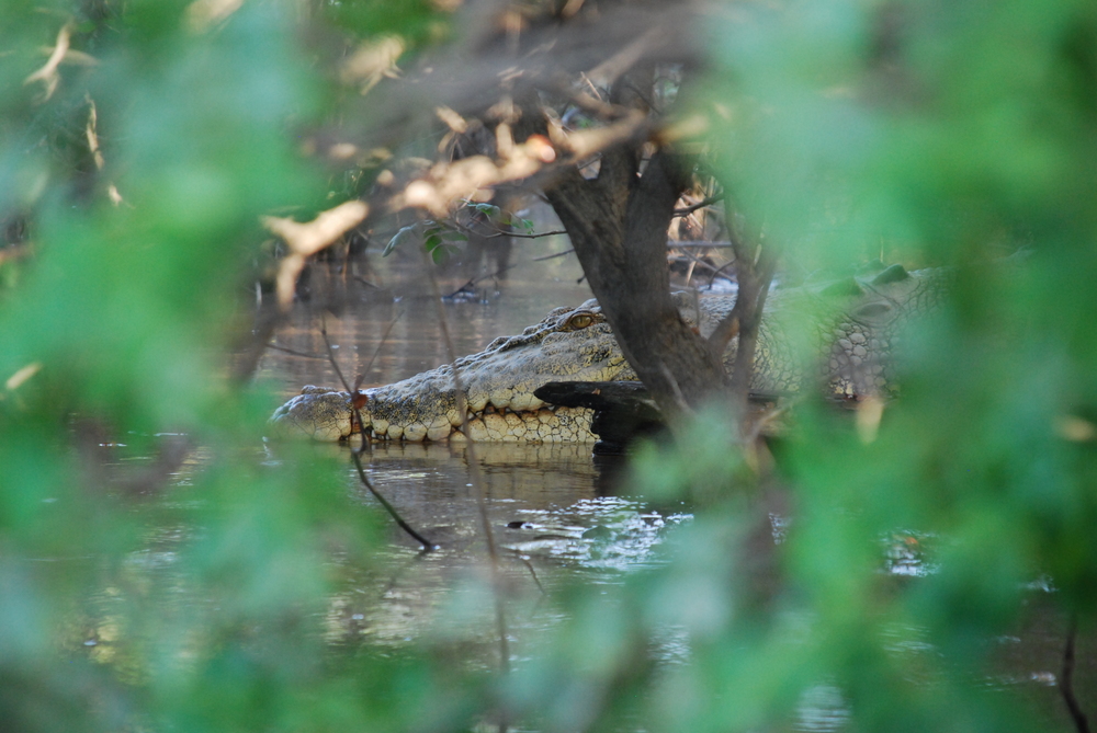 croc, Mary River