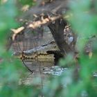 croc, Mary River