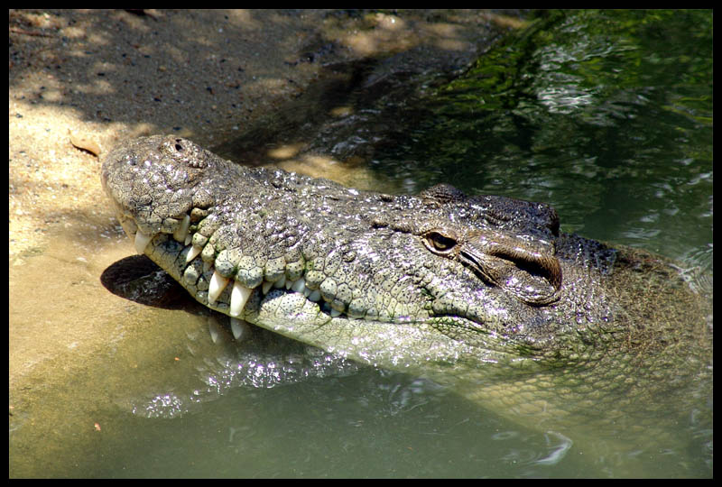 Croc of Hartley's Creek