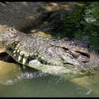 Croc of Hartley's Creek