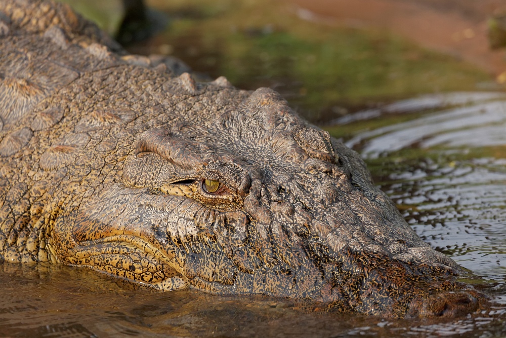 Croc Portrait