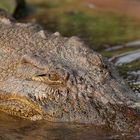 Croc Portrait