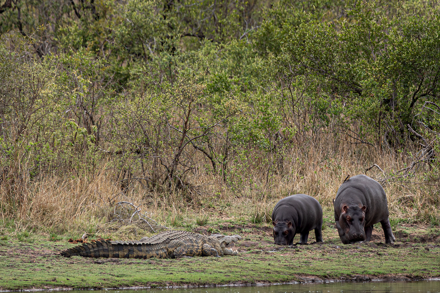 Croc und Hippos