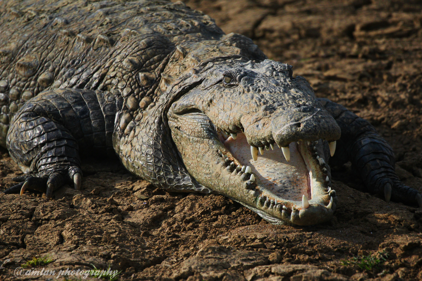 CROC WITH OPEN MOUTH