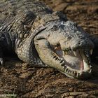 CROC WITH OPEN MOUTH