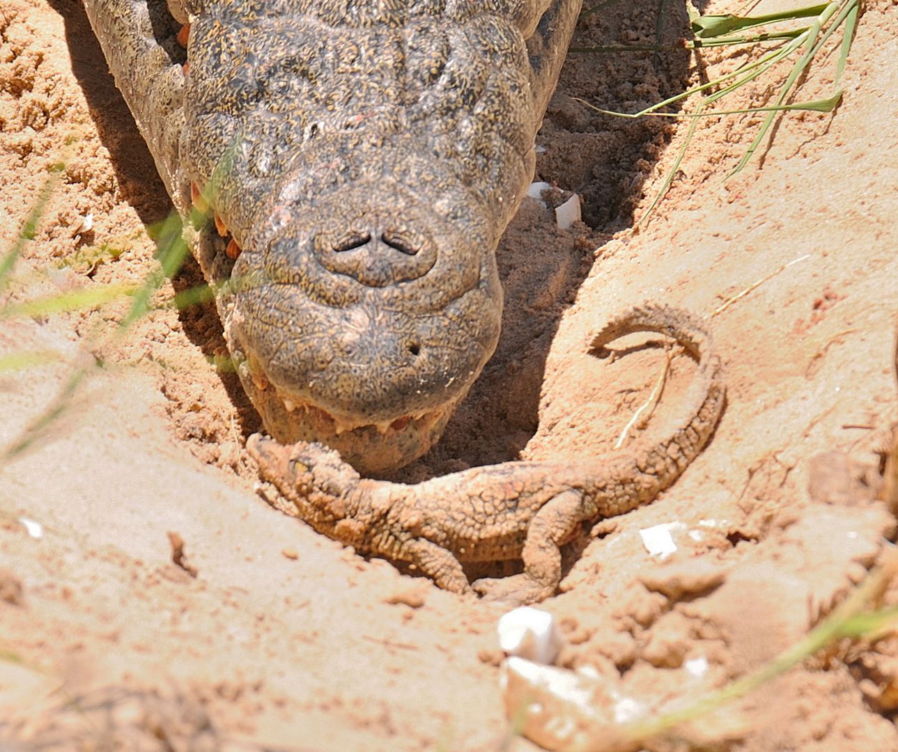 Croc Zambesi