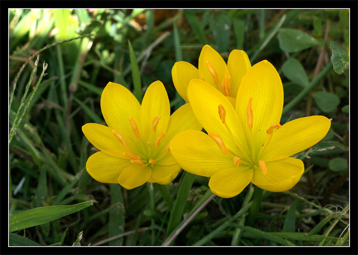 croccus