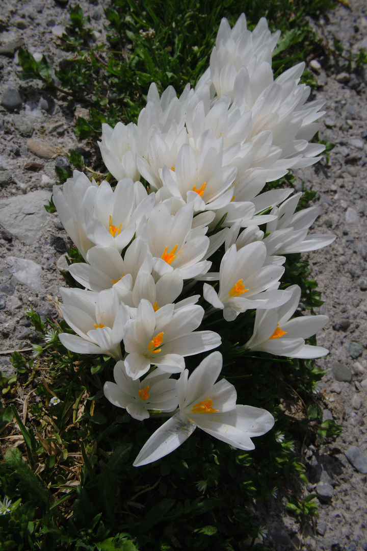 crochi di malga prati di Nasso