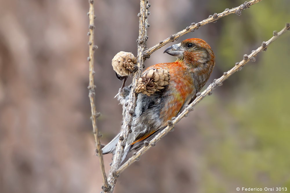 Crociere (Loxia curvirostra)