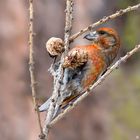 Crociere (Loxia curvirostra)