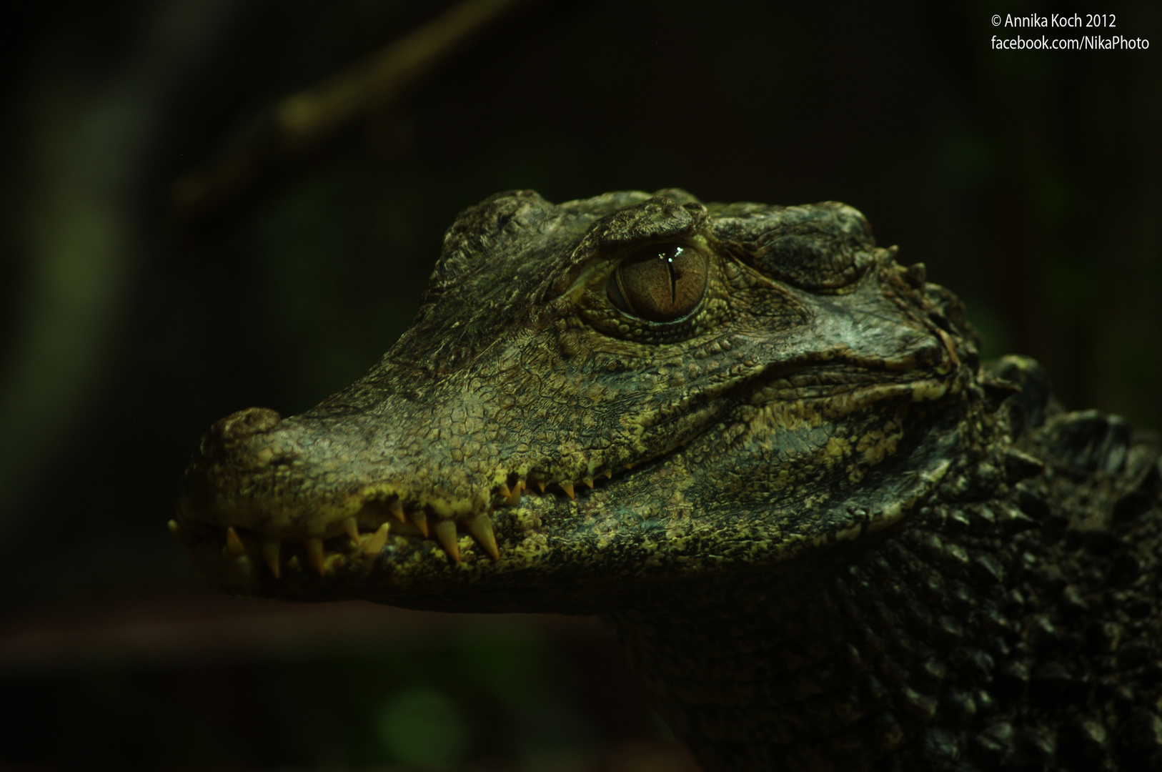 Croco Foto & Bild | tiere, zoo, wildpark & falknerei, amphibien ...
