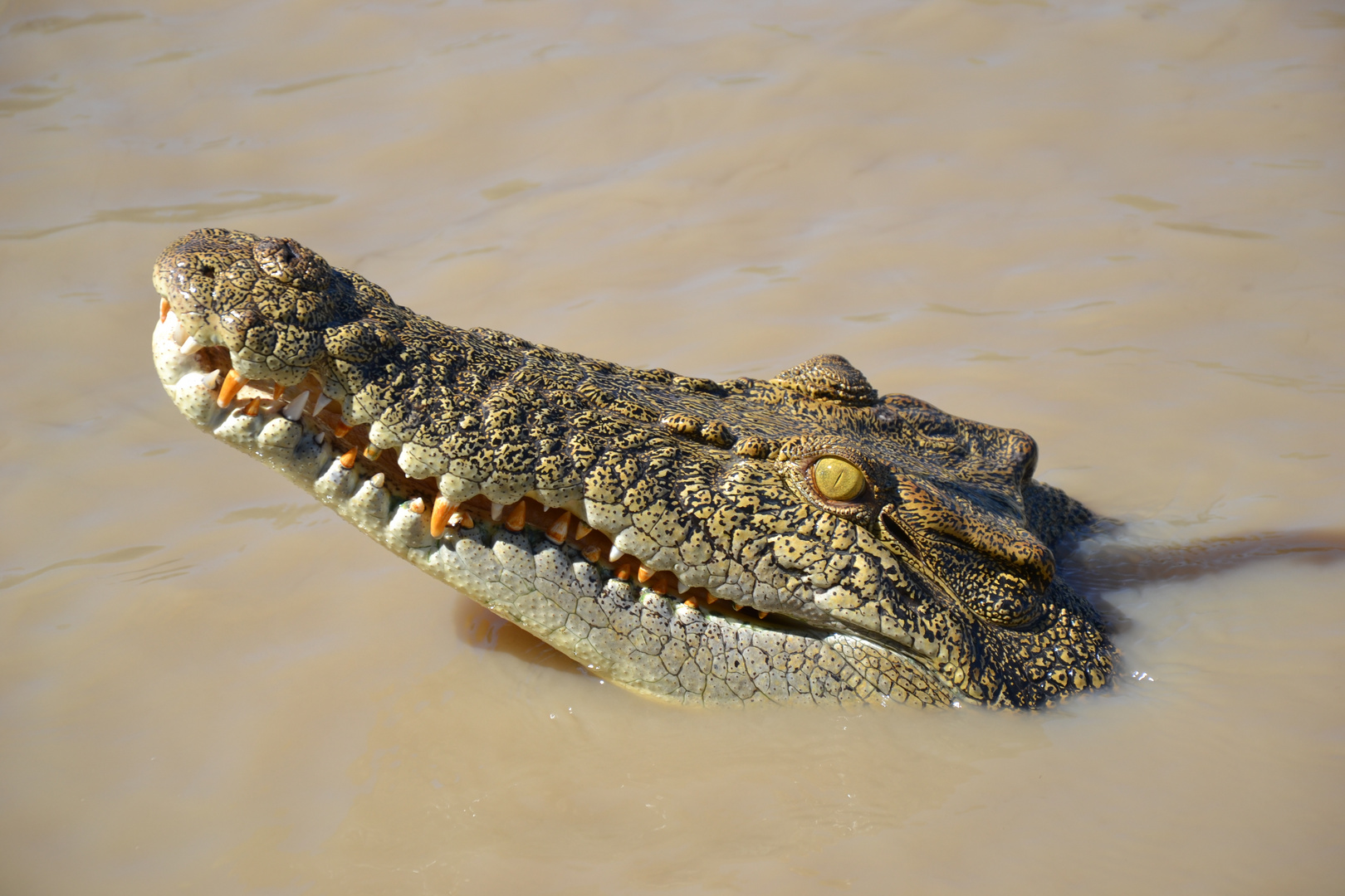 croco australien