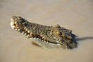 croco australien de erwanito-51 