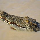 croco australien