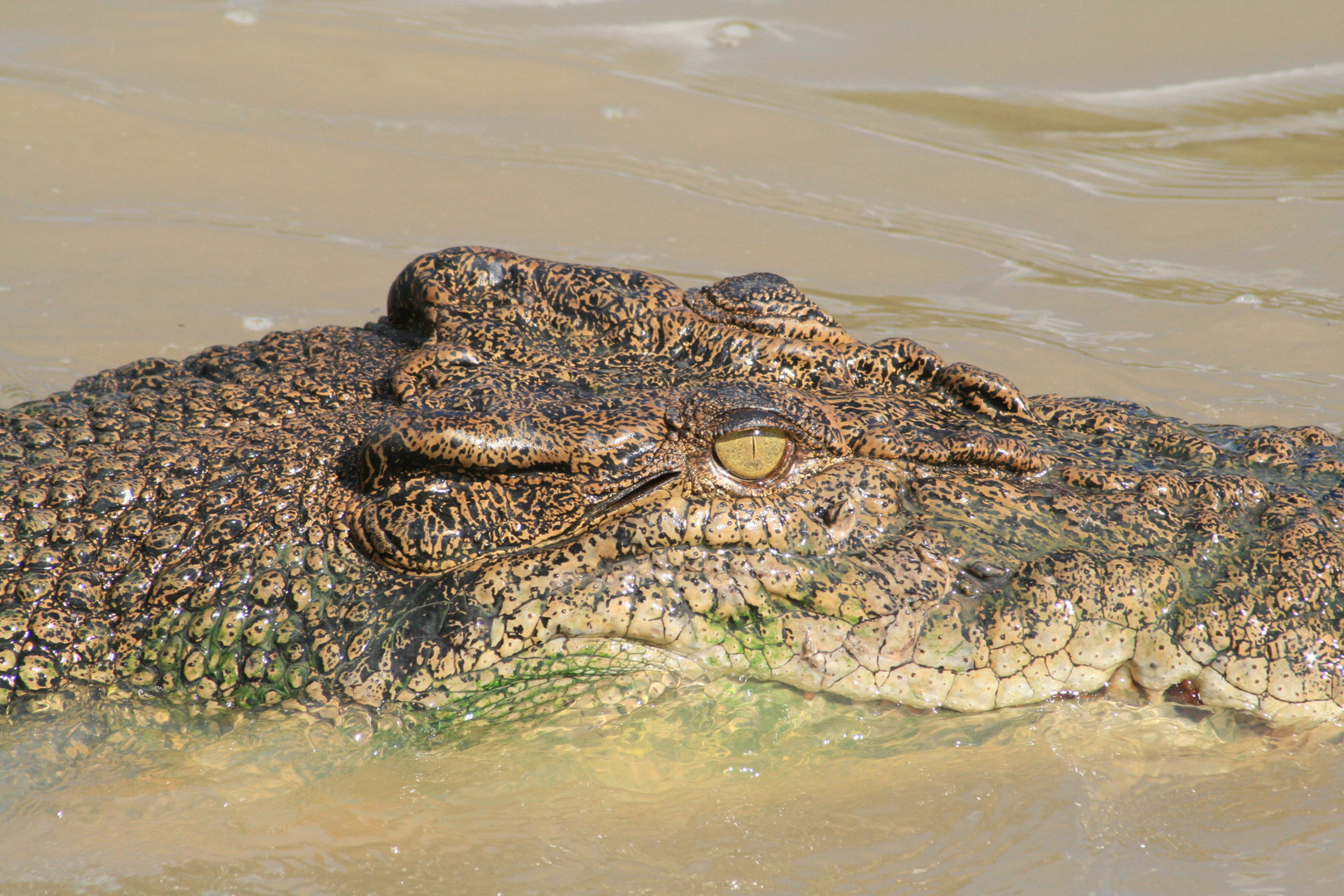 croco australien