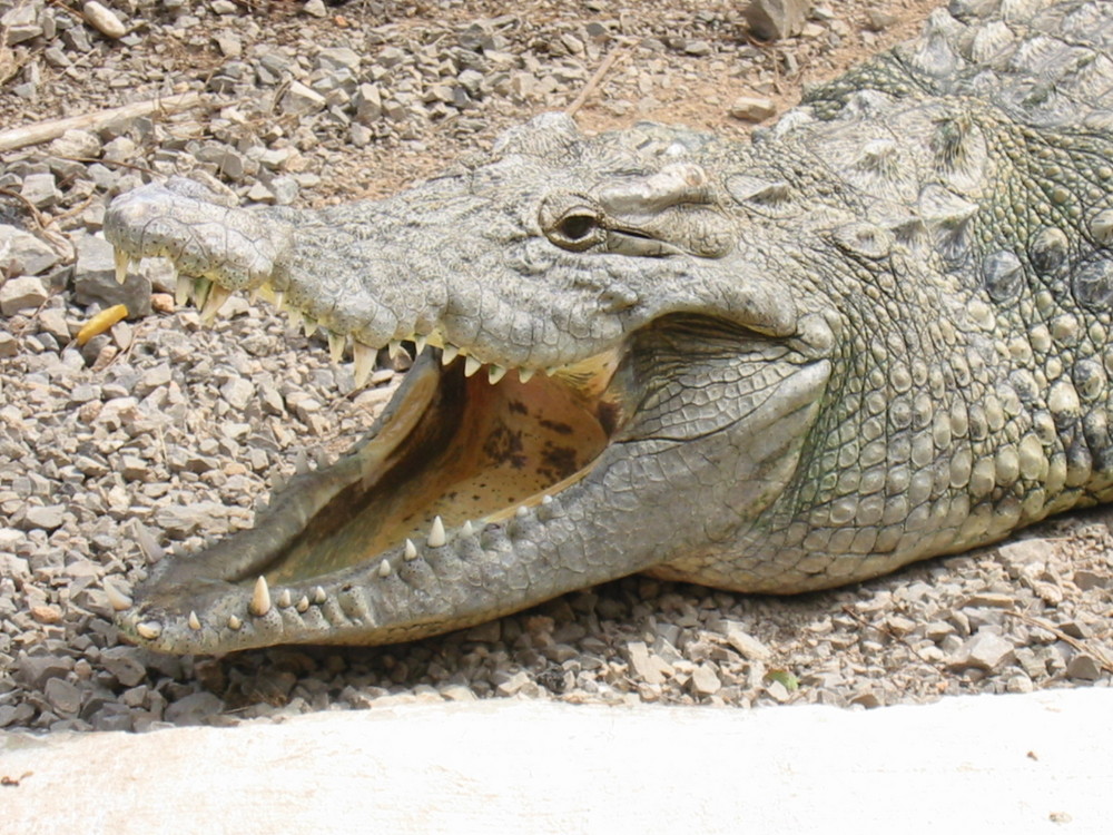 Croco