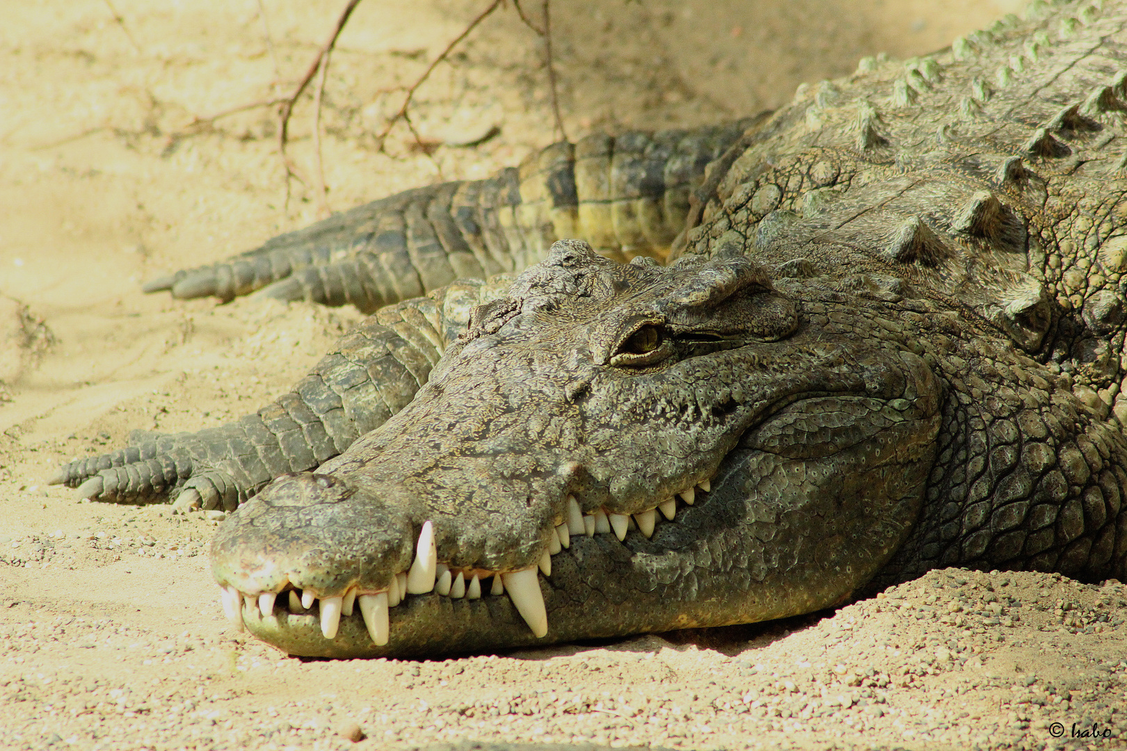 croco