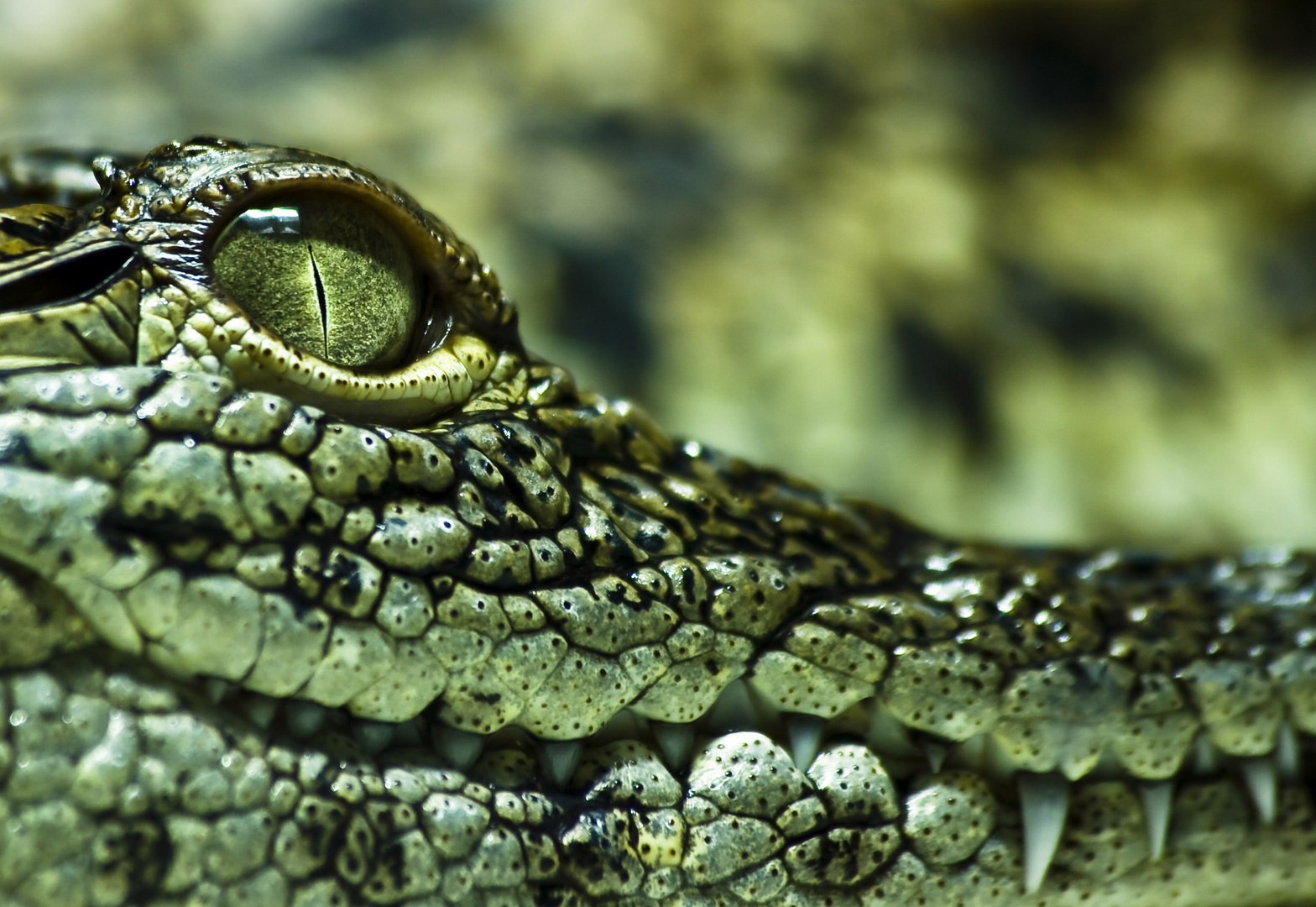 Croco Eye Foto & Bild | animals, zoos, parks & falconries, amphibians ...