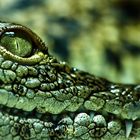 Croco Eye