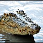 Croco in freier Natur