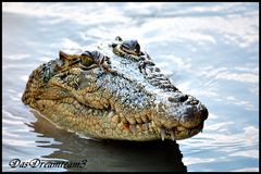 Croco in freier Natur