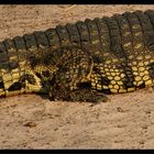 Croco - Pano