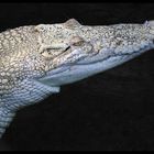 Crocodile