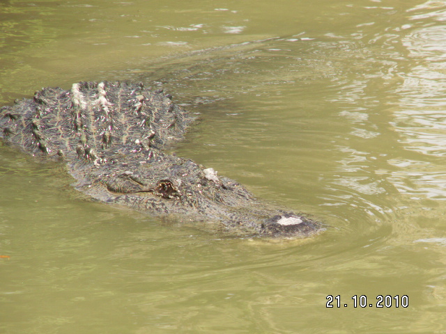 Crocodile