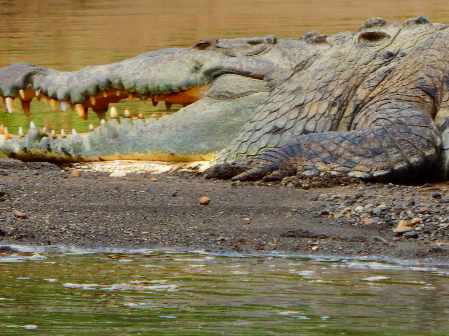 Crocodile -2