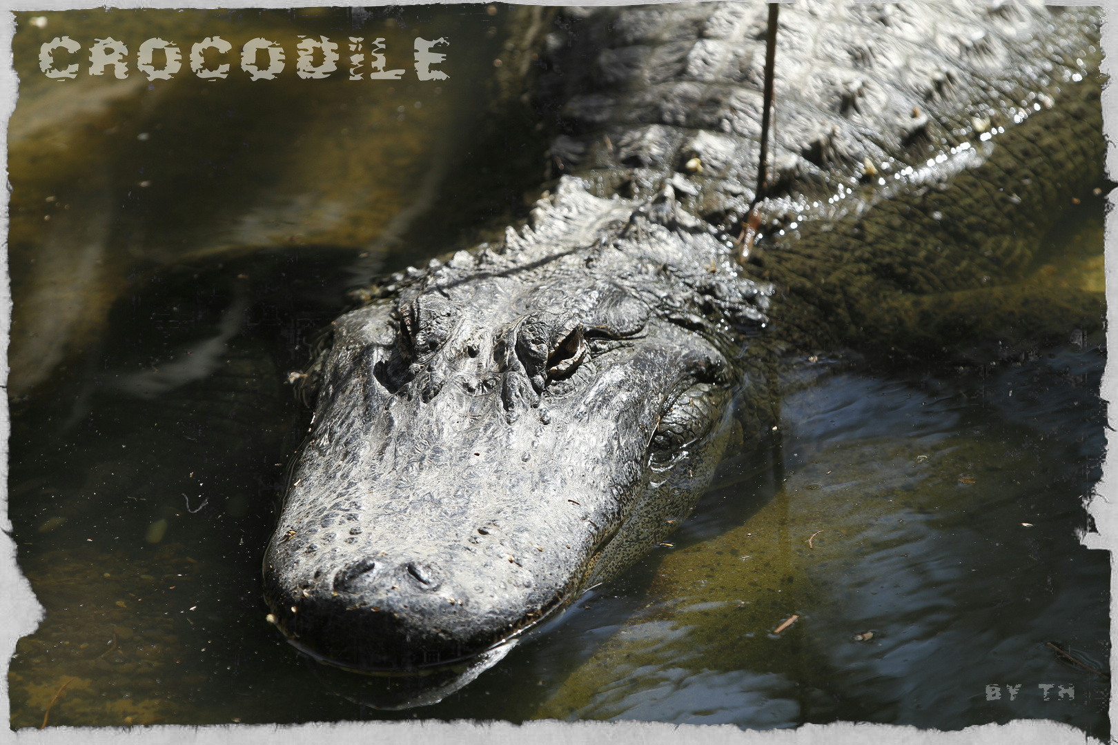 Crocodile