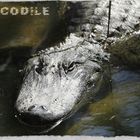 Crocodile