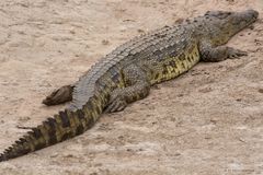 Crocodile-3
