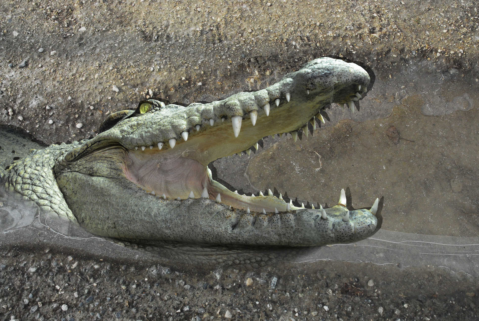 Crocodile