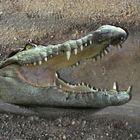 Crocodile