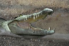 Crocodile