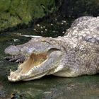 Crocodile 4