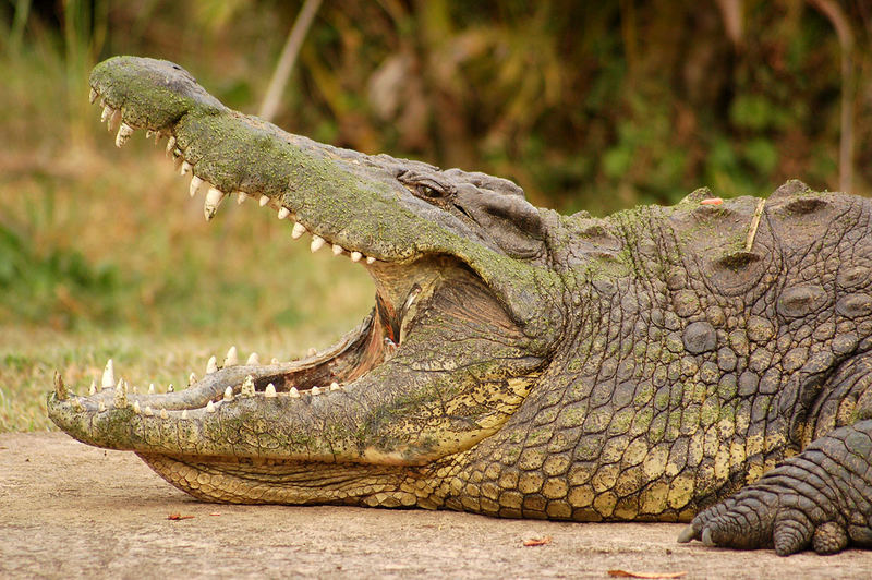 Crocodile