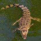 Crocodile