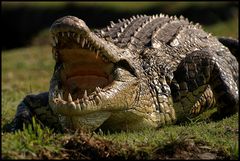 Crocodile