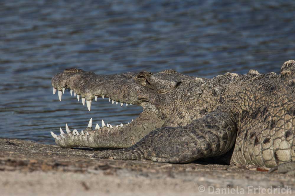 Crocodile