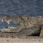 Crocodile