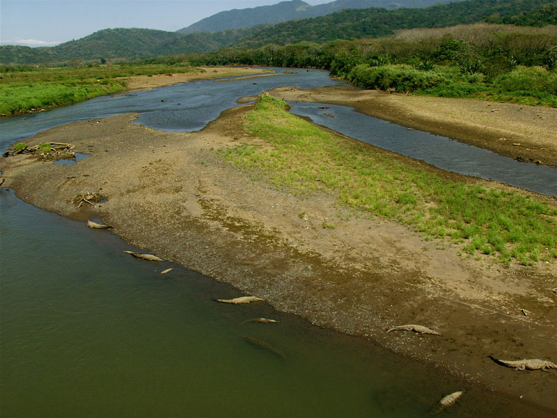 Crocodile Alley