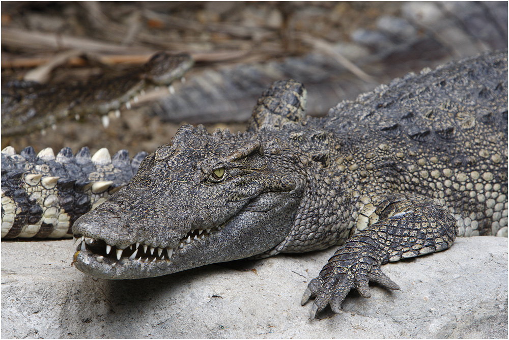 Crocodile at Bangkok Zoo