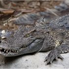 Crocodile at Bangkok Zoo