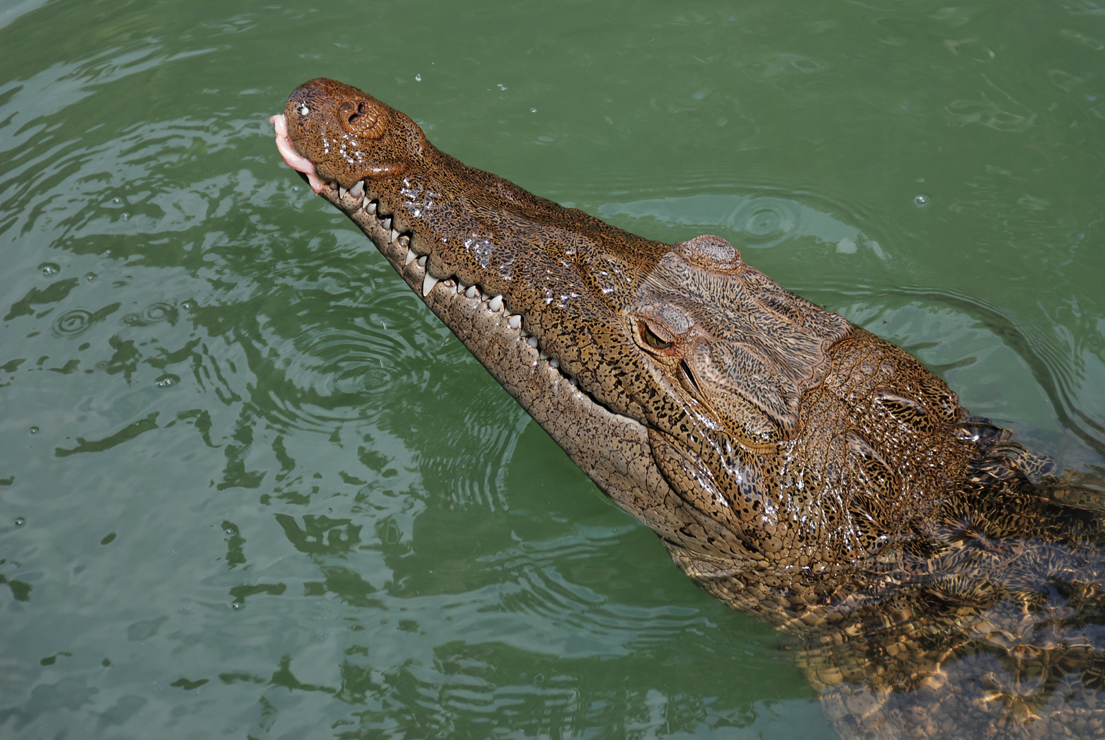 Crocodile at Black River