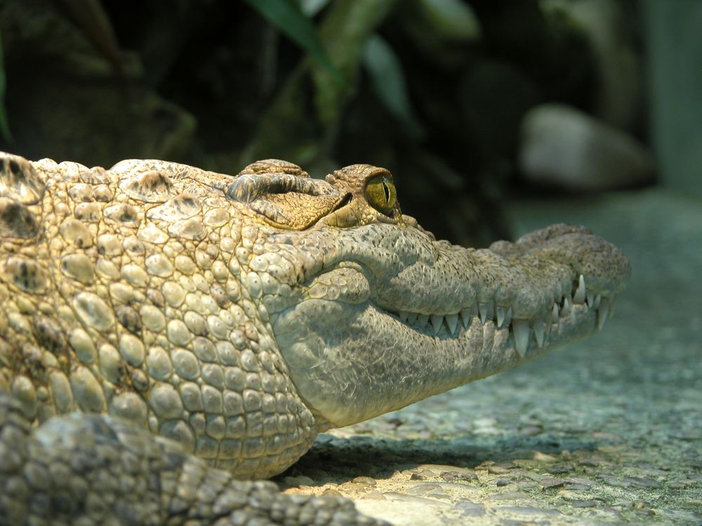 Crocodile