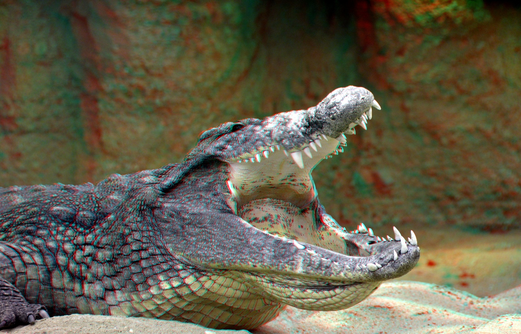 crocodile Blijdorp Zoo Rotterdam 3D