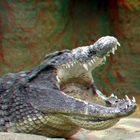 crocodile Blijdorp Zoo Rotterdam 3D