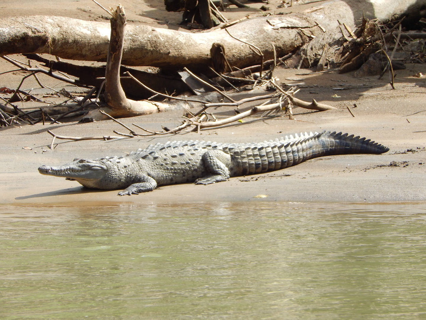 Crocodile Costa Rica