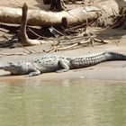 Crocodile Costa Rica